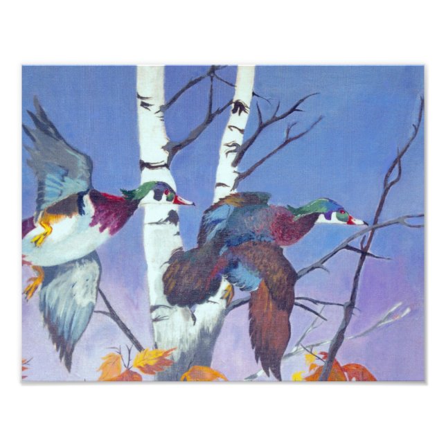 Foto Wood Ducks Flying (Frente)