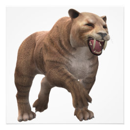 Foto Wunderschöner Säbelzahntiger 