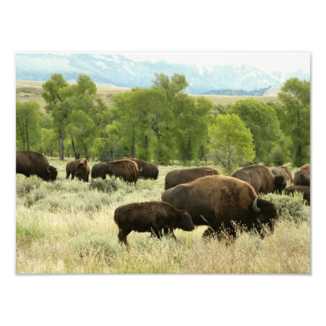 Foto Wyoming Bison Nature (Frente)