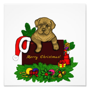 Foto XMas puppy