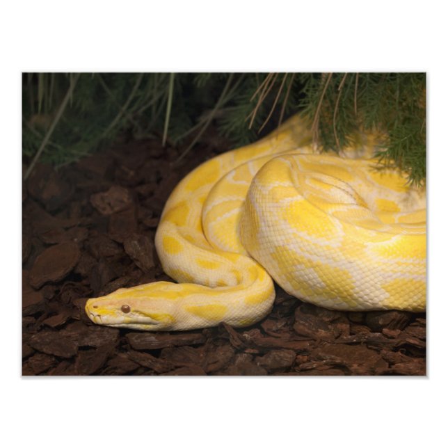 Foto Yellow Burmese Python Incrível (Frente)
