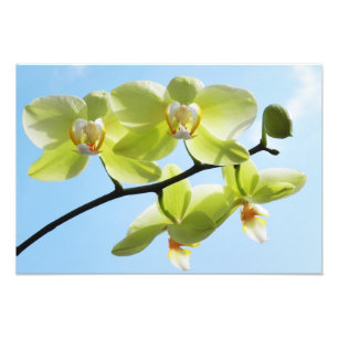 Foto Yellow Orchids