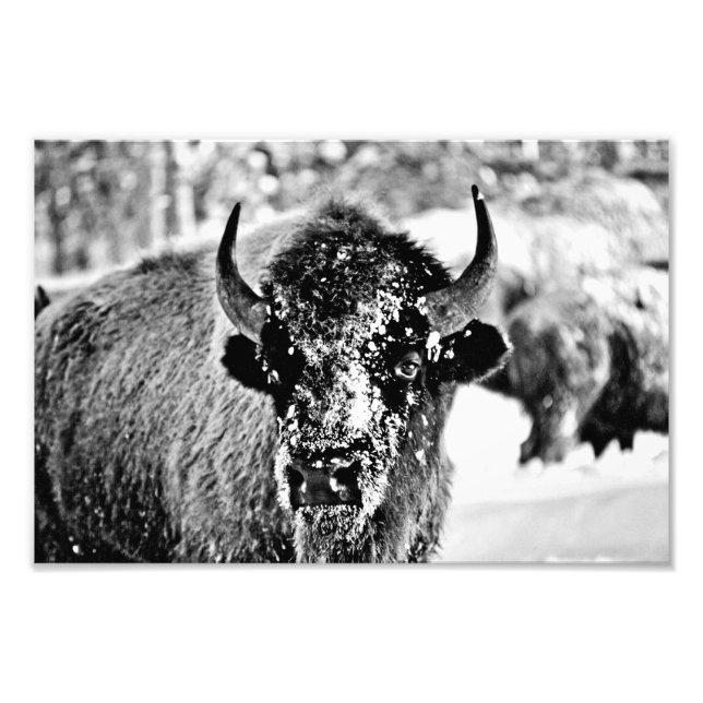 Foto Yellowstone Bison no inverno (Frente)