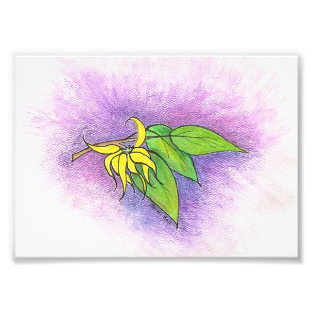 Foto Ylang Ylang Illustration Impressão (Frente)