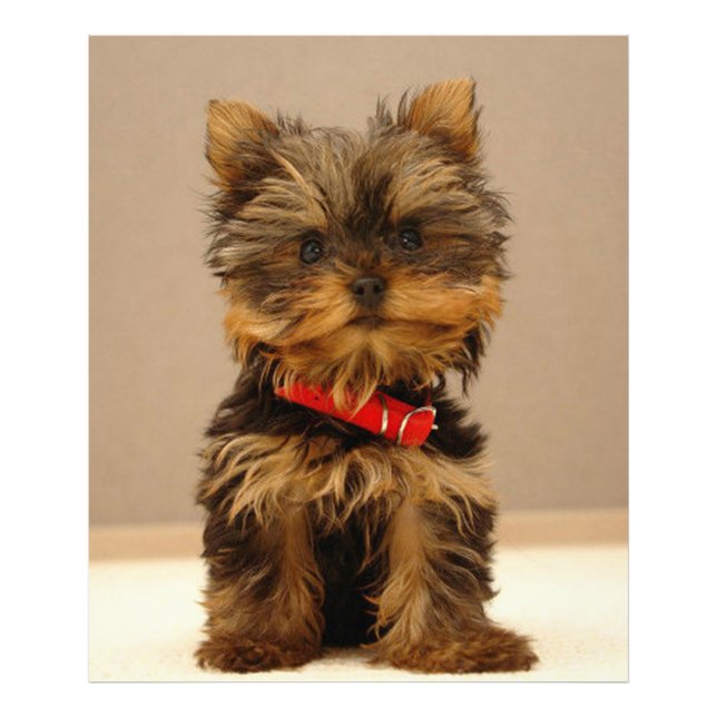 Foto Yorkshire Terrier (Frente)