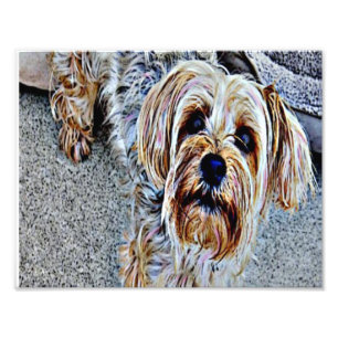 Foto Yorkshire Terrier
