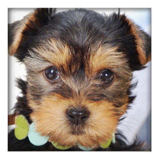 Foto Yorkshire Terrier Puppy (Frente)
