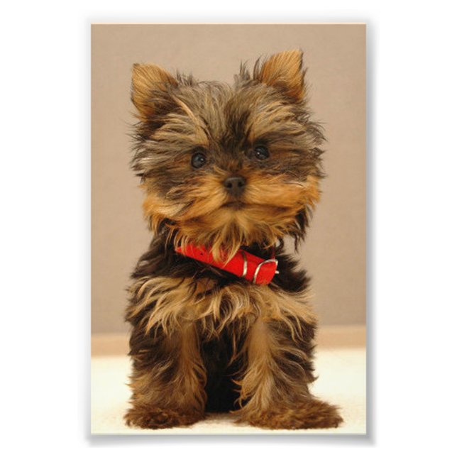 Foto Yorkshire Terrier Puppy (Frente)