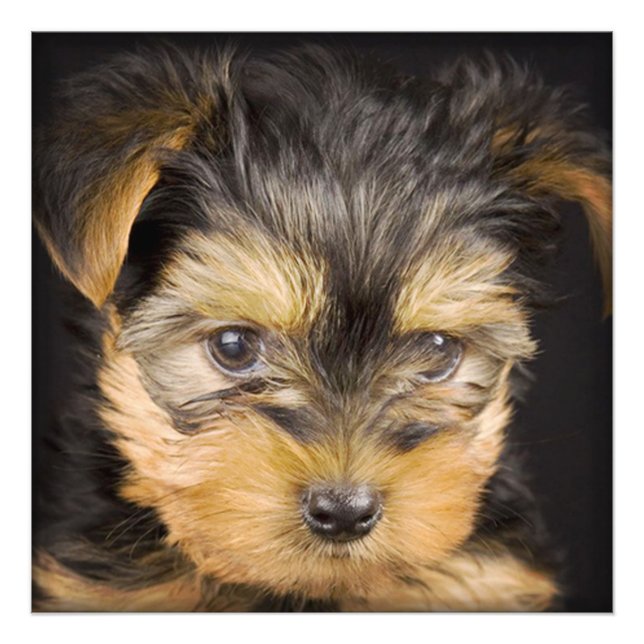 Foto Yorkshire Terrier Puppy (Frente)