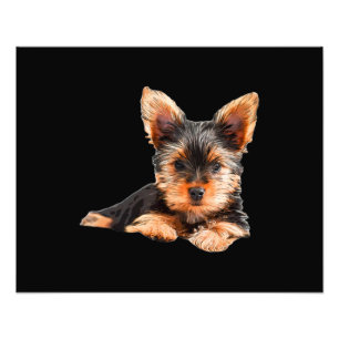 Foto Yorkshire terrier Yorkie Puppy Dog