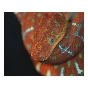 Foto Young Emerald Tree Boa