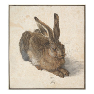 Foto Young Hare por Albrecht Durer