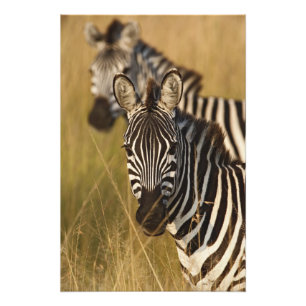 Foto Zebra de Burchell no capim alto de verão, Masai