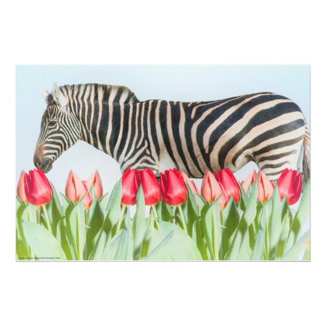 Foto Zebra entre as Tulipas (Frente)