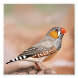Foto Zebra Finch Bird Nature Wall Art