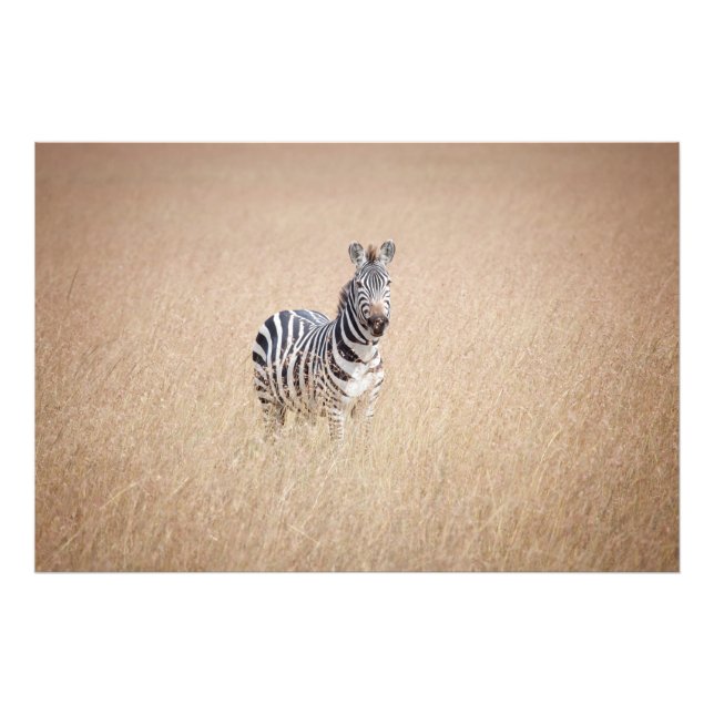 Foto Zebra na grama alta (Frente)
