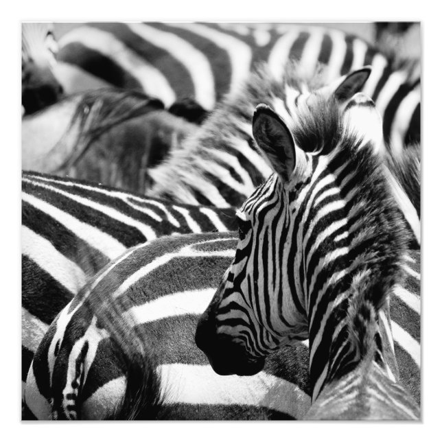 Foto Zebra Photo (Frente)