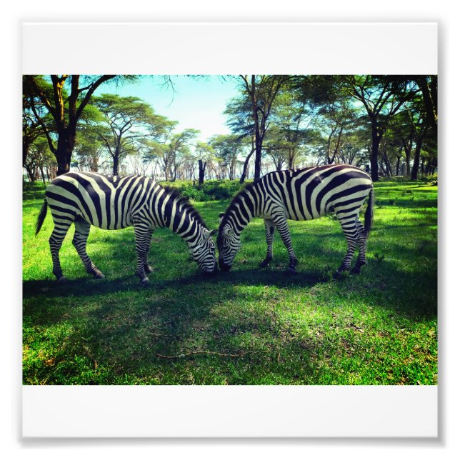 Foto Zebra Poster para amantes da África (Frente)