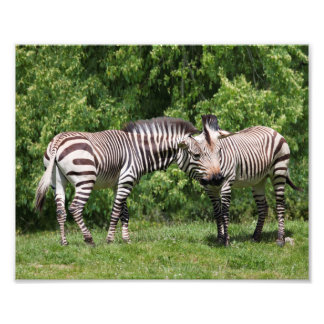 Foto Zebras em Print de Amor