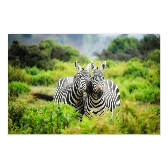 Foto Zebras na natureza (Frente)
