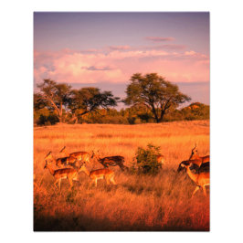 Foto Zimbábue a natureza pura do antílope poster