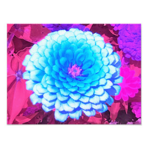Foto Zinnia Azul bonito no Jardim de Verão Roxo