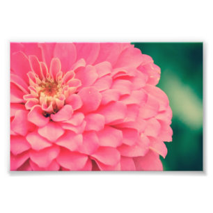 Foto Zinnia cor-de-rosa