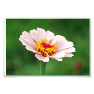 Foto Zinnia rosa pálido