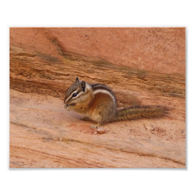 Foto Zion Chipmunk em Rochas Vermelhas (Frente)