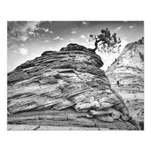 Foto Zion National Park Bonsai Tree Black and White