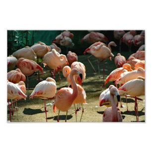 Foto Zoo de Los Angeles
