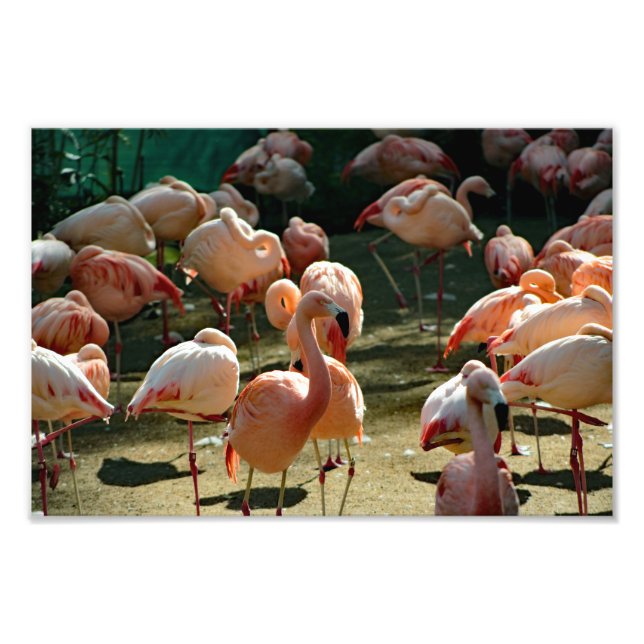 Foto Zoo de Los Angeles (Frente)