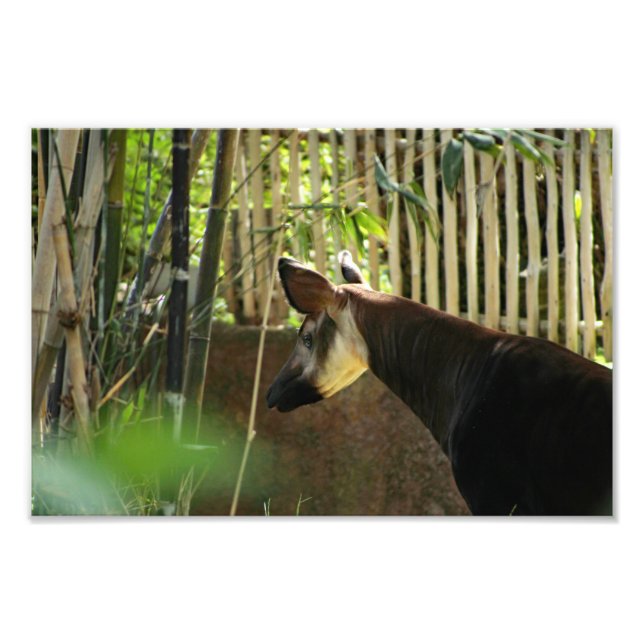 Foto Zoo de Los Angeles (Frente)