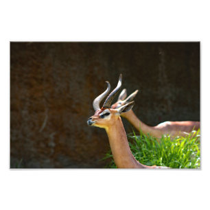 Foto Zoo de Los Angeles