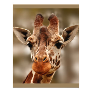 Foto Zoo Giraffe Retrato Selvagem
