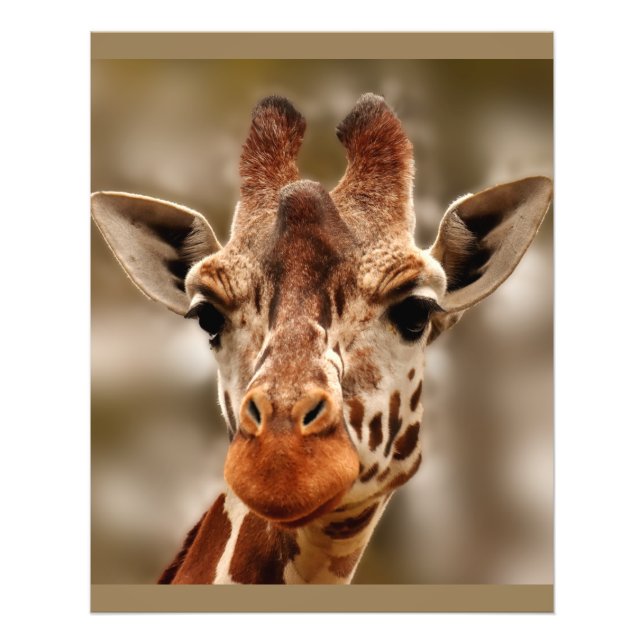Foto Zoo Giraffe Retrato Selvagem (Frente)