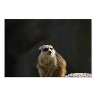 Foto Zoológico de Los Angeles