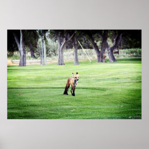 fotografia a cores da raposa vermelha poster impre