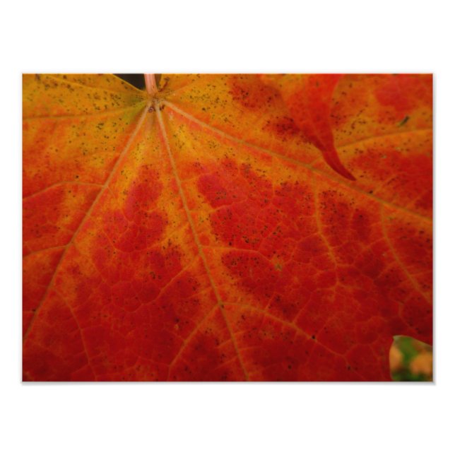 Fotografia Abstrata da Folha de Bordo Vermelha de  (Frente)