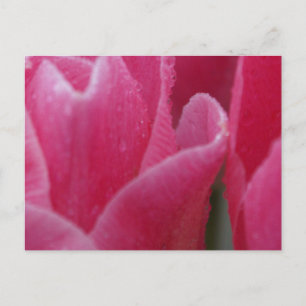 Fotografia aproximada de Tulipas Rosa em Cartões
