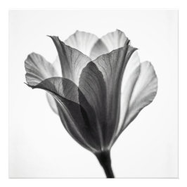 Fotografia artística botânica monocromática
