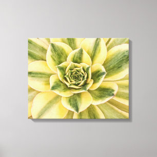 Fotografia botânica, verde do Succulent em canvas