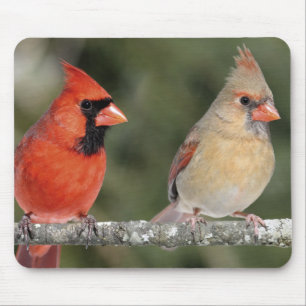 Fotografia cardinal do norte Mousepad