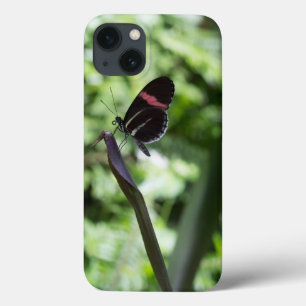 Fotografia da borboleta