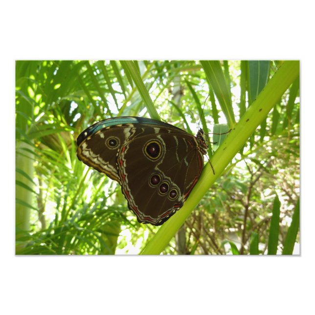Fotografia da Borboleta Azul Morpho na Natureza (Frente)