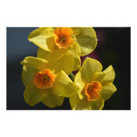 Fotografia da flor daffodil amarela primavera.