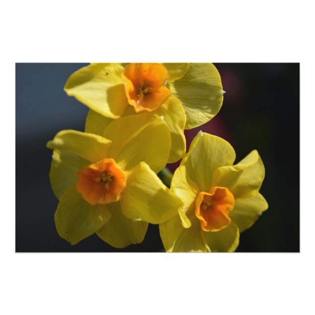 Fotografia da flor daffodil amarela primavera. (Frente)