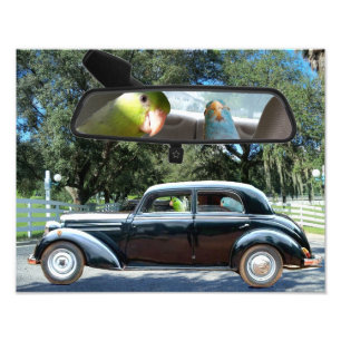 Fotografia da Miss Daisy Pacific Parrotlets