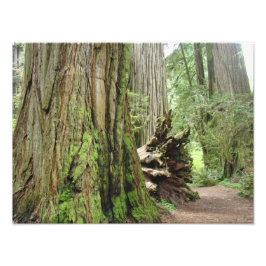 Fotografia da Natureza Árvores Redwood Floresta
