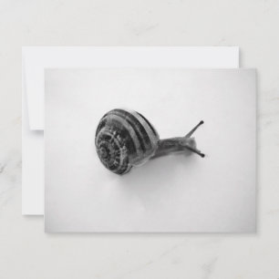 Fotografia da Natureza de Caracol de Jardim